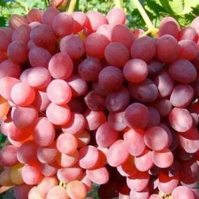 Виноград КИШМИШ КРАСНЫЙ в Бобруйске