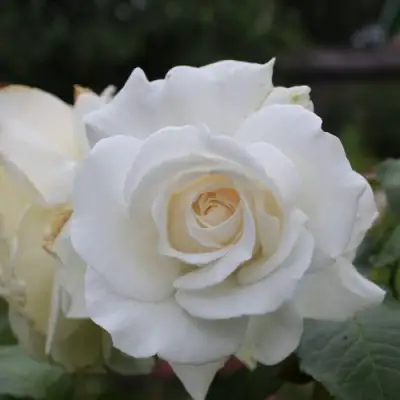 Роза АНАСТАСИЯ чайно-гибридная в Бобруйске