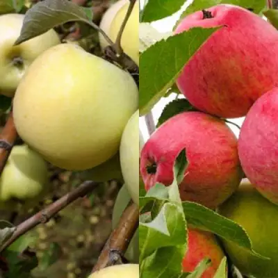 Комплект ЯБЛОЧНЫЙ ТАНДЕМ в Бобруйске