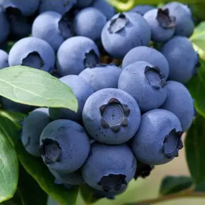 Голубика СПАРТАН в Бобруйске