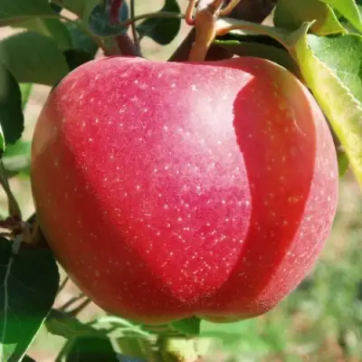 Яблоня ЭЛИЗА в Бобруйске