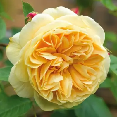 саженцы розы ТИЗИНГ ДЖОРДЖИЯ