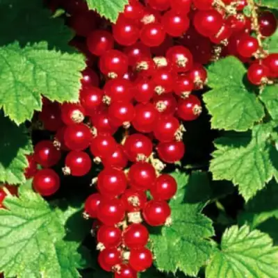 Смородина красная РЕД ЛЕЙК в Бобруйске