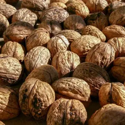 Грецкий орех ПИНСКИЙ в Бобруйске