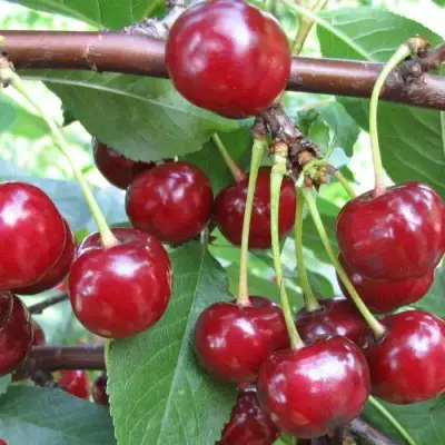 Вишня ТУРГЕНЕВКА в Бобруйске