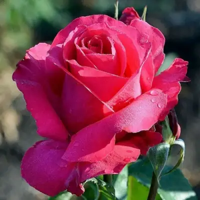 Роза ВИЕН РОУЗ чайно-гибридная в Бобруйске