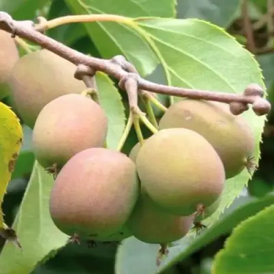 Актинидия ГИБРИДНАЯ КОЛБАСИНОЙ в Бобруйске