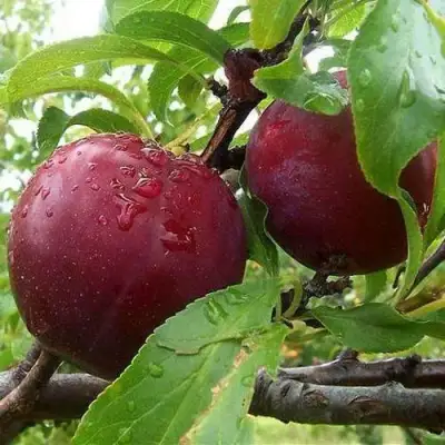 Слива КЛЕОПАТРА в Бобруйске