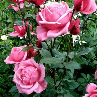 Роза ЭЙФЕЛЕВА БАШНЯ чайно-гибридная в Бобруйске