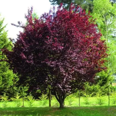 Слива НИГРА растопыреная в Бобруйске