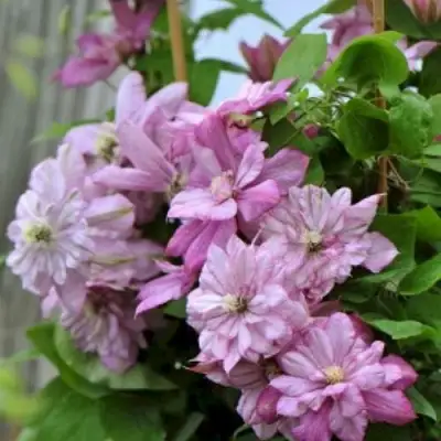 Клематис ИННОСЕНТ ГЛАНС в Бобруйске