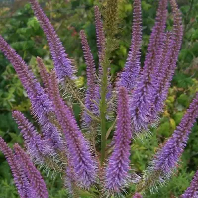 Вероникаструм ФАСЦИНЕЙШН в Бобруйске