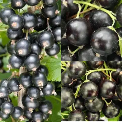 Комплект ЧЕРНАЯ СИЛА в Бобруйске