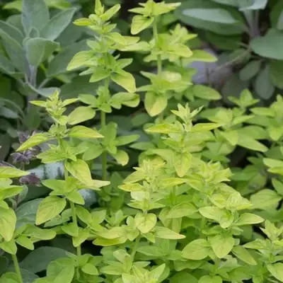 Душица ТАМБЛС ВАРИЕТИ обыкновенная в Бобруйске