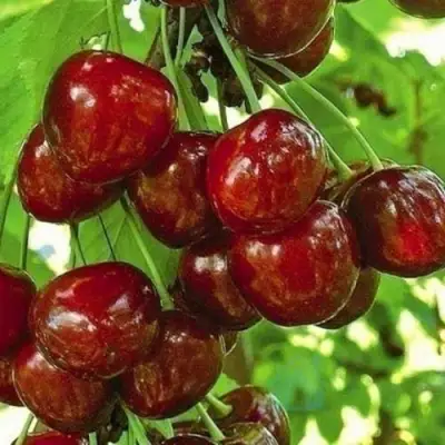 Черешня БУРЛАТ в Бобруйске