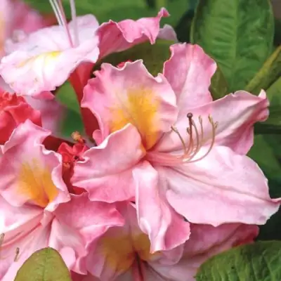 Азалия СЕССИЛЬ листопадная в Бобруйске