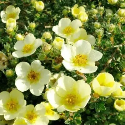 Лапчатка КЛОНДАЙК кустарниковая в Бобруйске