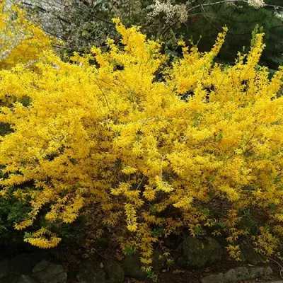 Форзиция ГОЛДЗАУБЕР средняя в Бобруйске