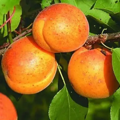 Абрикос СПАДЧЫНА в Бобруйске