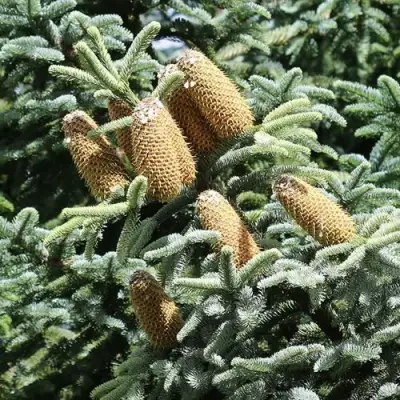 Пихта благородная в Бобруйске