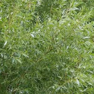 Ива ВИТЕЛЛИНА белая  в Бобруйске