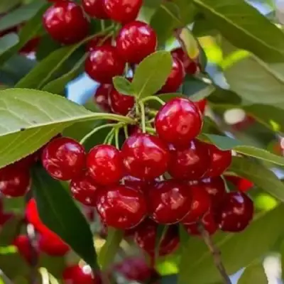 Вишня ГИРЛЯНДА в Бобруйске