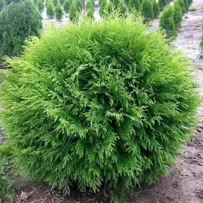 Туя ЛИТЛ ЧЕМПИОН западная в Бобруйске