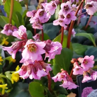 Бадан БЭБИ ДОЛЛ в Бобруйске