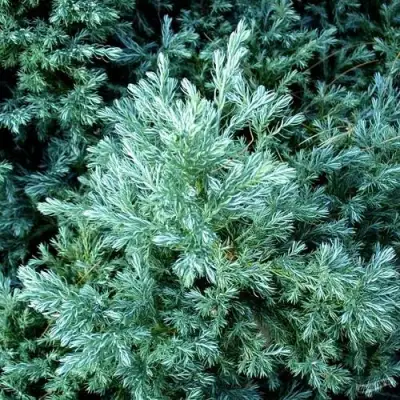 Кипарисовик БУЛЕВАРД горохоплодный в Бобруйске