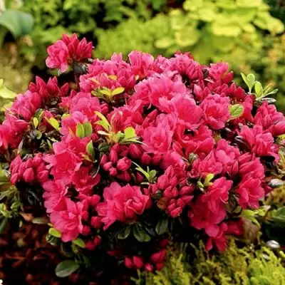 Азалия КАНЗОНЕТТА японская в Бобруйске