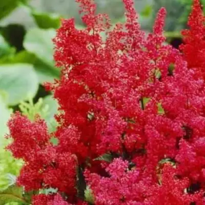 Астильба ЭТНА Арендса в Бобруйске