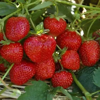 Клубника ЗЕНГА-ЗЕНГАНА в Бобруйске