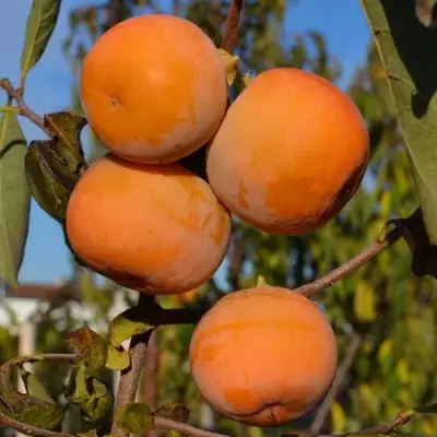 Хурма РОССИЯНКА в Бобруйске