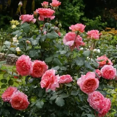 Роза ЛОРАН КАБРОЛЬ шраб в Бобруйске