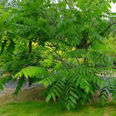 Орех МАНЬЧЖУРСКИЙ в Бобруйске