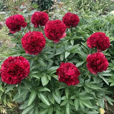 Пион ГАЛАКТИКА травянистый в Бобруйске