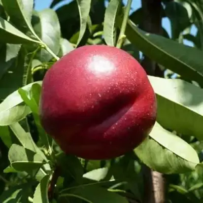 Нектарин БИГ-ТОП в Бобруйске