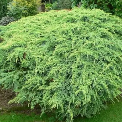 Можжевельник ХОЛГЕР чешуйчатый в Бобруйске