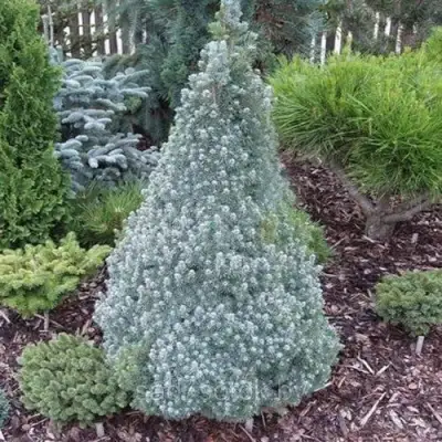 Ель САНДЕРС БЛЮ канадская в Бобруйске