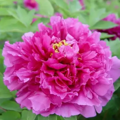 Пион ЛИЛОВАЯ ФАНТАЗИЯ древовидный в Бобруйске