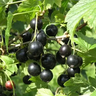 Смородина чёрная ПАМЯТЬ ВАВИЛОВА в Бобруйске