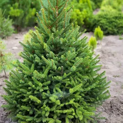 Ель КОМПАКТА обыкновенная в Бобруйске