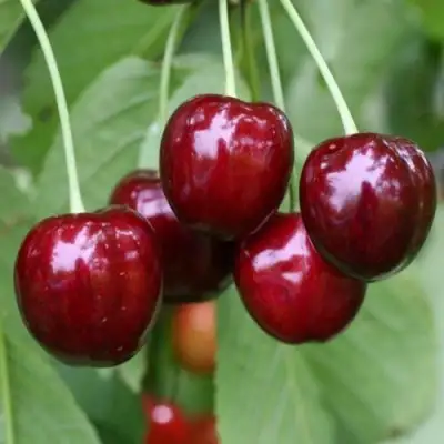 Черешня ВАЛЕРИЙ ЧКАЛОВ в Бобруйске