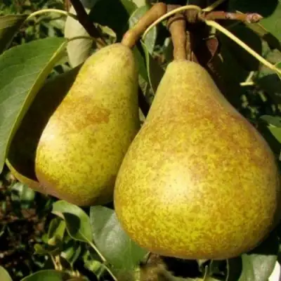 Груша ГЕНЕРАЛ ЛЕКЛЕРК в Бобруйске