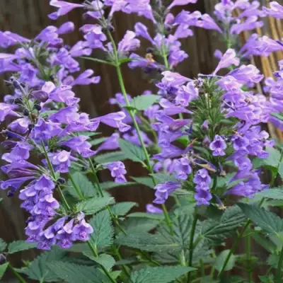 Котовник БЛЮ ДРИМС полусидячий в Бобруйске