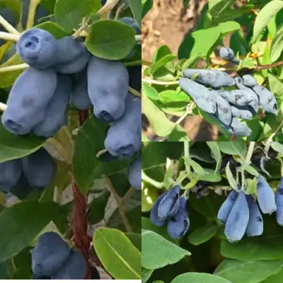 Комплект СЕВЕРНЫЕ ВИТАМИНЫ в Бобруйске
