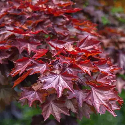 Клен КРИМСОН КИНГ остролистный в Бобруйске