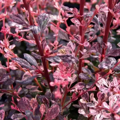 Барбарис АРЛЕКИН тунберга в Бобруйске