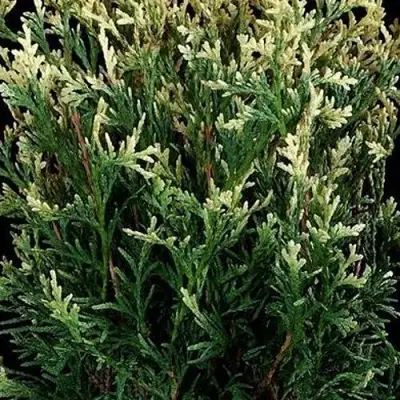 Туя ГОЛД ПЕРЛ западная в Бобруйске