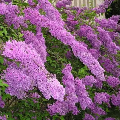 Сирень КИТАЙСКАЯ в Бобруйске